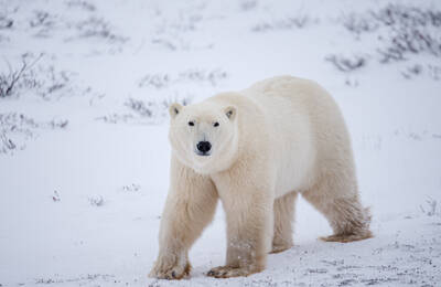 Polar bears of Churchill tour with VIA rail