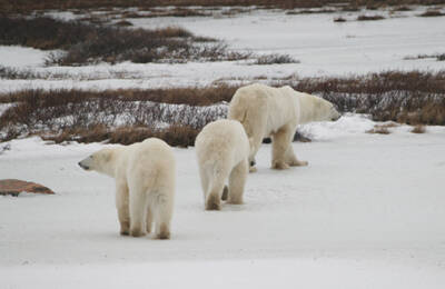 Polar bears of Churchill tour