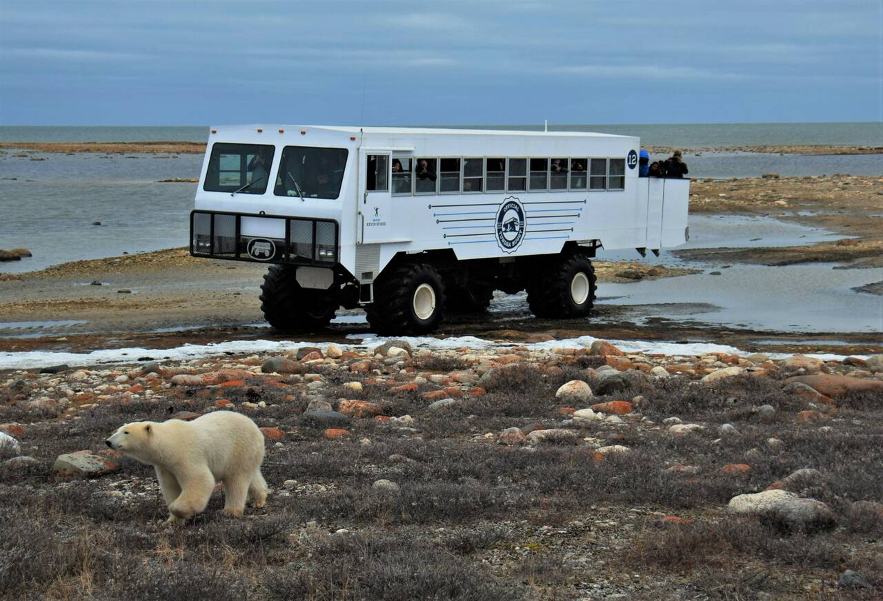 Tundra Buggy and Polar Bears travel