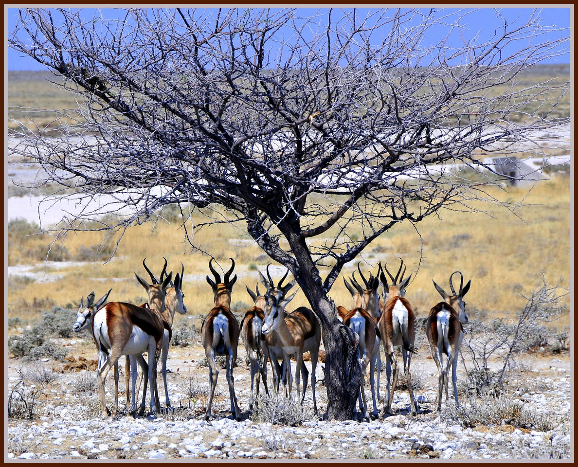 Namibia by P Koelbleitner