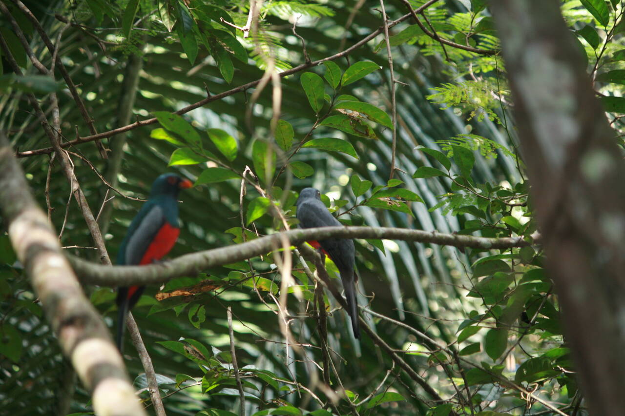 Trogans Belize birding