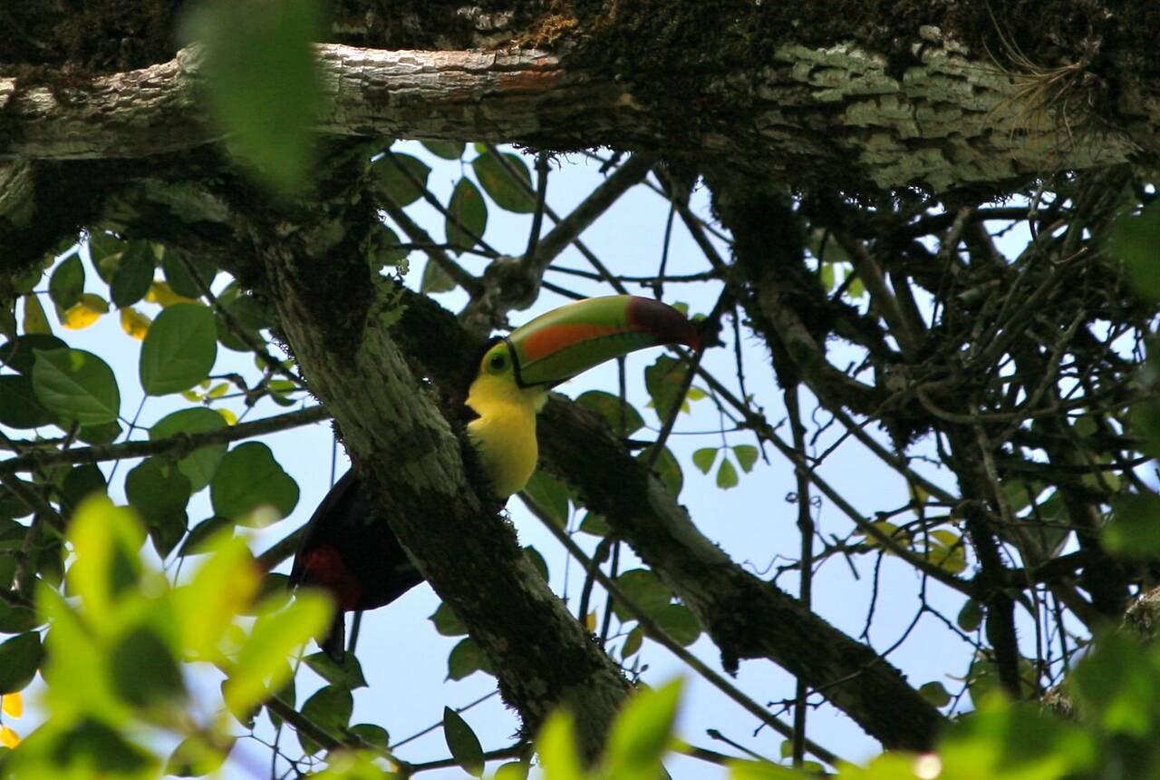 Keel-billed toucan Belize