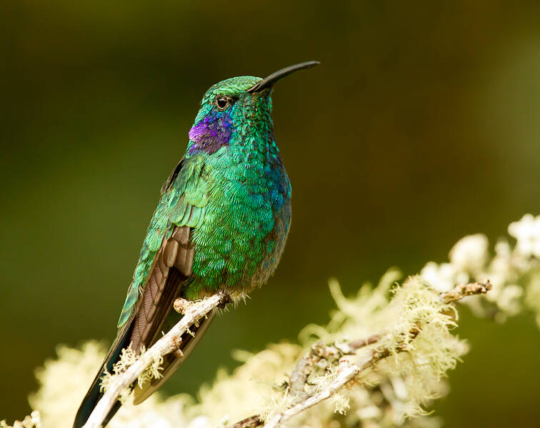 Violet ear hummingbird Costa Rica